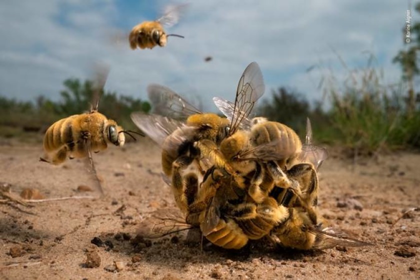 ‘The big buzz’ by Karine Aigner, Adult Grand Title Winner, Wildlife Photographer of the Year